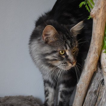 chat Maine coon SYSKO Chatterie du Maine sauvage chat Maine coon SYSKO Chatterie du Maine sauvage