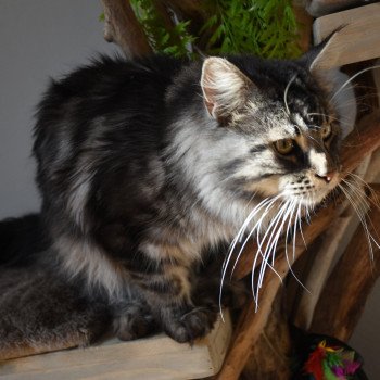 chat Maine coon SYSKO Chatterie du Maine sauvage chat Maine coon SYSKO Chatterie du Maine sauvage
