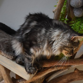 chat Maine coon SYSKO Chatterie du Maine sauvage