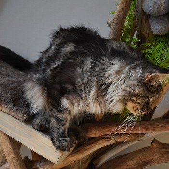 chat Maine coon SYSKO Chatterie du Maine sauvage chat Maine coon SYSKO Chatterie du Maine sauvage