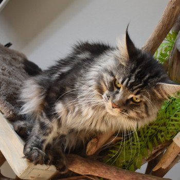 chat Maine coon SYSKO Chatterie du Maine sauvage