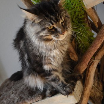 chat Maine coon SYSKO Chatterie du Maine sauvage chat Maine coon SYSKO Chatterie du Maine sauvage