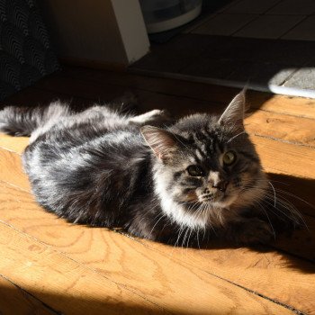 chat Maine coon SYSKO Chatterie du Maine sauvage chat Maine coon SYSKO Chatterie du Maine sauvage