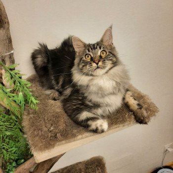 chat Maine coon SYSKO Chatterie du Maine sauvage chat Maine coon SYSKO Chatterie du Maine sauvage