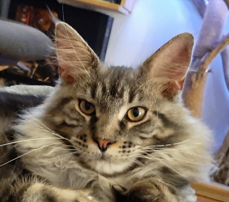 SYSKO DE LAF 199908 Mâle Maine coon SYSKO DE LAF 199908 Mâle Maine coon
