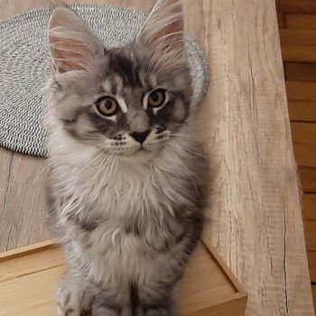 chaton Maine coon black silver blotched tabby T Pacho Chatterie du Maine sauvage