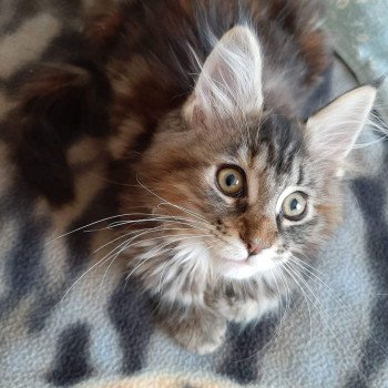 chaton Maine coon brown tortie blotched tabby Tara Chatterie du Maine sauvage