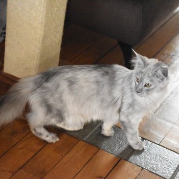 chat Maine coon black & blanc Tennesse Chatterie du Maine sauvage