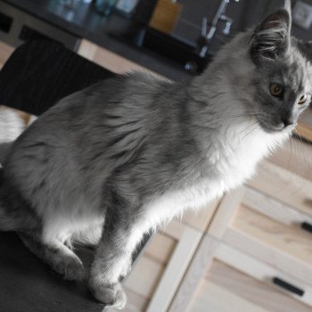 chat Maine coon black & blanc Tennesse Chatterie du Maine sauvage