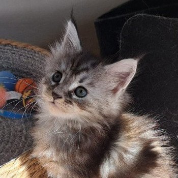 chaton Maine coon black tortie silver blotched tabby U.... 1 CHATTERIE DU MAINE SAUVAGE