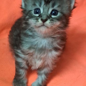 chaton Maine coon black silver mackerel tabby U...... 2 CHATTERIE DU MAINE SAUVAGE