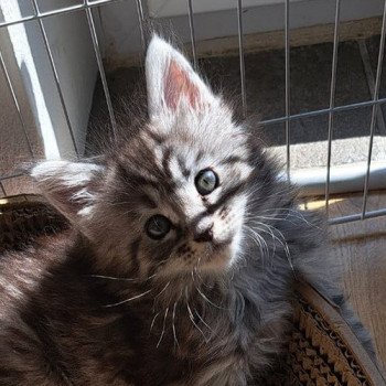 chaton Maine coon black silver mackerel tabby U...... 2 CHATTERIE DU MAINE SAUVAGE