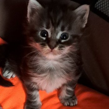 chaton Maine coon black silver blotched tabby U...... 3 CHATTERIE DU MAINE SAUVAGE