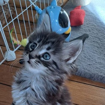 chaton Maine coon black silver blotched tabby U...... 3 CHATTERIE DU MAINE SAUVAGE