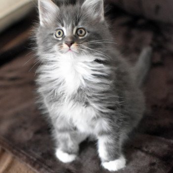 chaton Maine coon blue silver blotched tabby & blanc ULYSSE Chatterie du Maine sauvage
