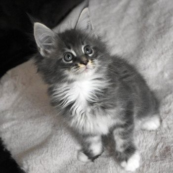 chaton Maine coon blue silver blotched tabby & blanc UNA-URIELLE Chatterie du Maine sauvage