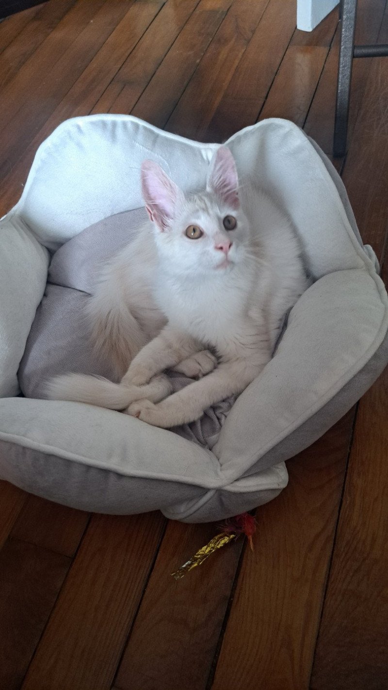 UNIKO Mâle Maine coon