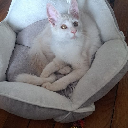 UNIKO Mâle Maine coon