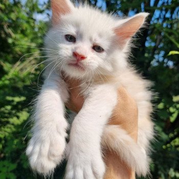 chat Maine coon red silver shaded UNIKO CHATTERIE DU MAINE SAUVAGE