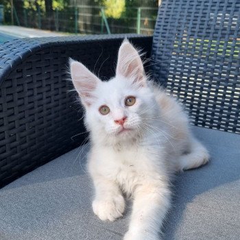 chat Maine coon red silver shaded UNIKO CHATTERIE DU MAINE SAUVAGE