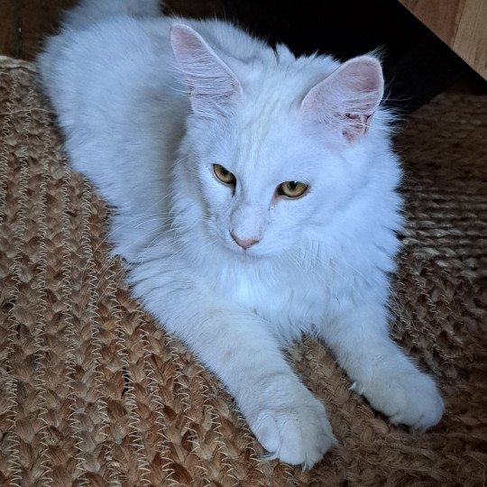 UNIKO Mâle Maine coon